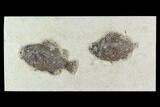 Pair of Fossil Fish (Cockerellites) - Green River Formation #129621-1